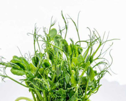 Pea-Microgreen-Seed-Pack